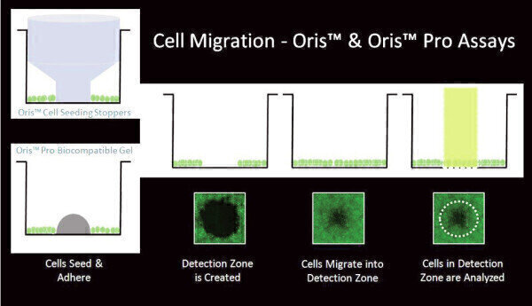 A Robust Quantitative Alternative to the Scratch Assay Labmate Online