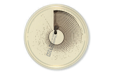 Launch of New Petri Dish Design 