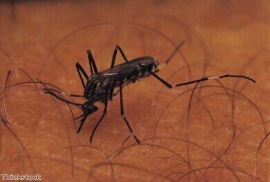 New malaria vaccine displays promising early stage results 