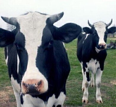 Number of human 'mad cow' carriers higher than previously thought
