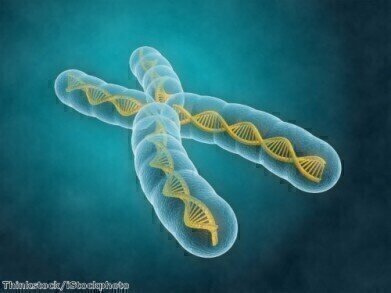 Scientists 'do away' with Y chromosome 