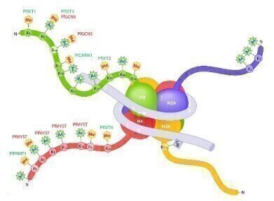 Improving Overall Growth and Performance of Primary Neurons
