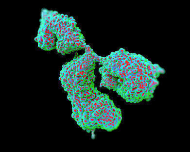 Specificity-Verified Monoclonal Antibodies?
