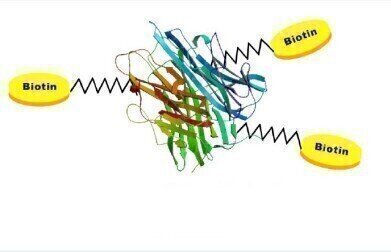 Exclusive Biotinylated Protein Collection
