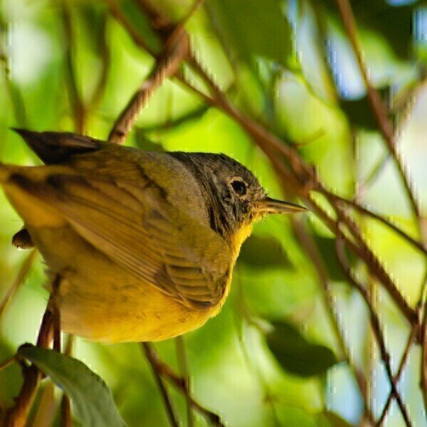 Introducing The Sichuan Bush Warbler A New Species Of Bird Labmate Online