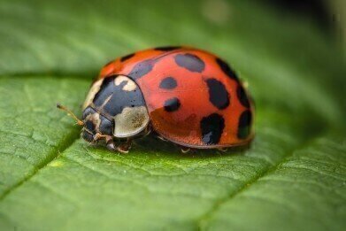 Meet the UK’s Fastest Invading Species! Harlequin Ladybirds.