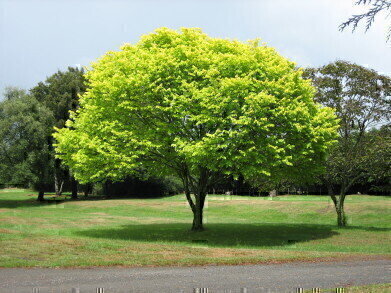 Three Trillion Trees and Counting… But is it Enough?
