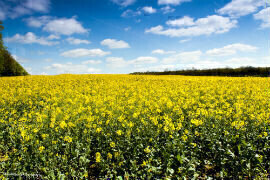 Lubricant potential of oilseed rape –assessment opportunities
