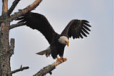 Can Eagles Be Trained to Take Down Drones?
