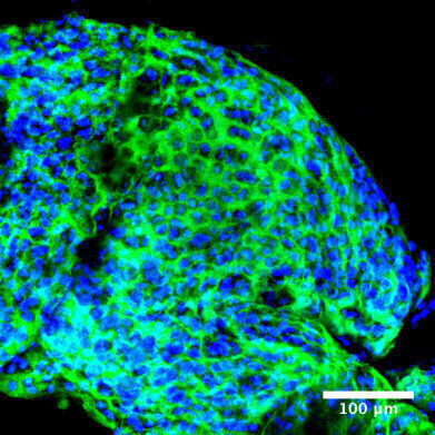 Collaboration to Automate Novel 3D Cell Culture Platform Announced
