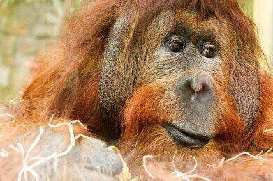 What is "Tinder for Orangutans"?