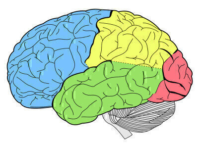 What Does a Criminal’s Brain Look Like? Labmate Online