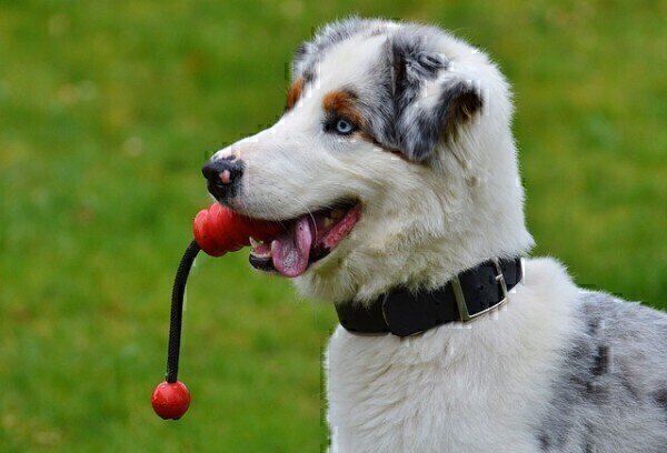 what do dogs hear when we talk