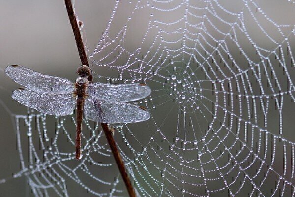 New protein found in strongest spider web material