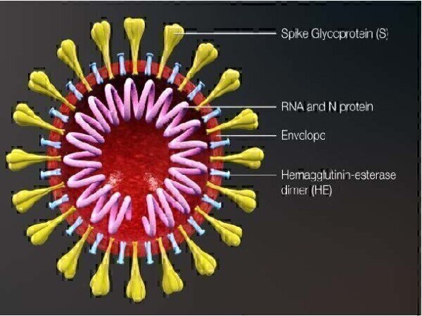 New Recombinant Eukaryotic SARS-CoV-2 S1-S2 Spike Proteins for Improved ...