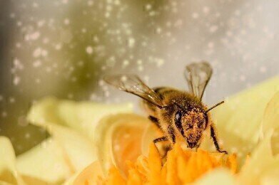 Can Honeybee Venom Kill Cancer Cells?