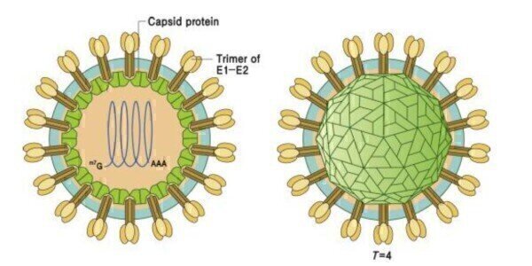 Highly Reactive Rubella Spike Ectodomain (E1-E2) Antigen Launched ...